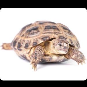 Meet your Posher, Pee